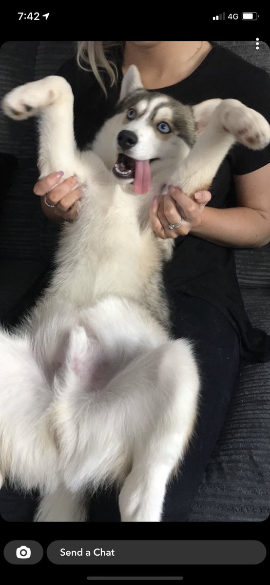 alisonndraake's tweet photo. @OfficialPLT My jaxys reaction if his mama won 🏆😂🐶🧡 @OfficialPLT #PLTPets https://t.co/4Hk2neZR8S