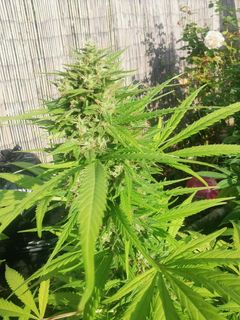 weedseedshop's tweet photo. Good things come in 3s...like 3 pots of Critical Kush πβ
β
Photo Credit πΈ: WSS Famβ
β
β
#wssfam #weedss #weedcommunity #weedculture #nugsnotdrugs #weedfam #weedcommunity #420grower #growers #rawgarden #criticalkush https://t.co/Qhcgm9FfNq