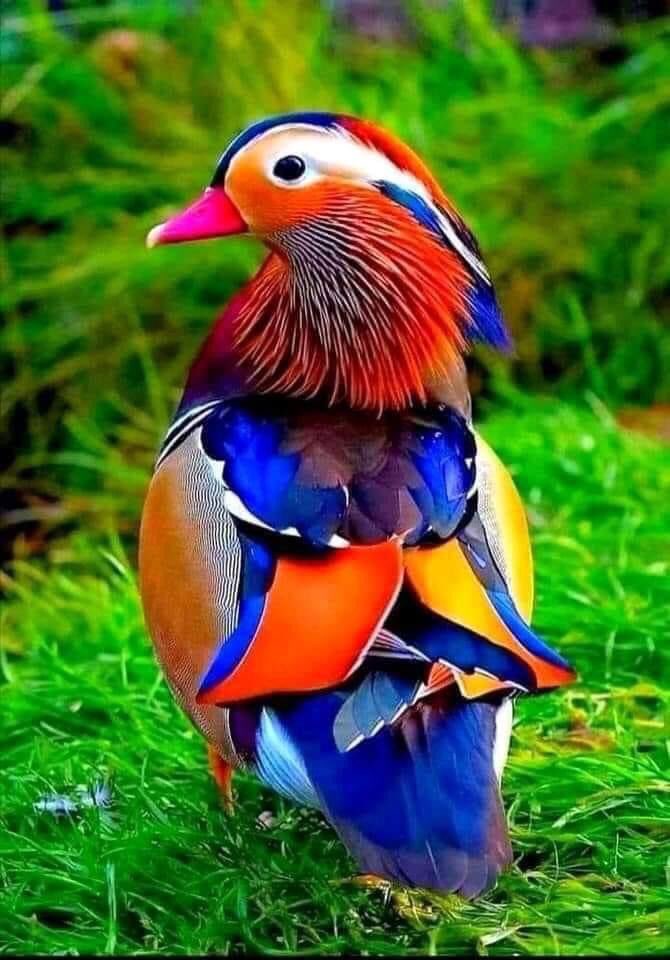 Peter the Great(Pedro Pinto) 🦅🦉🍁 tweet media