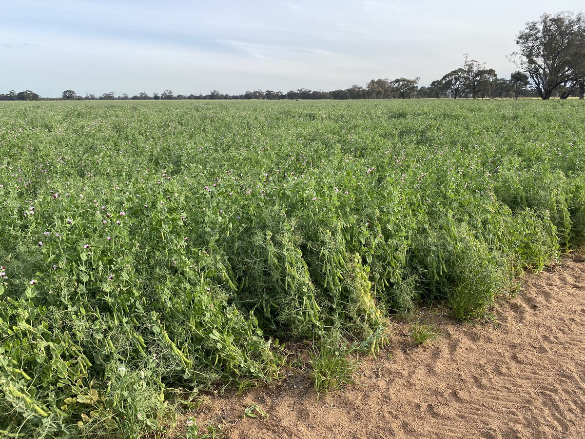 BrentRothacker's tweet photo. @grant_sims I’ll have to check the brix of mine, surprised if that high but the peas are thriving on the bio ferts👍 https://t.co/NNayLmf67F