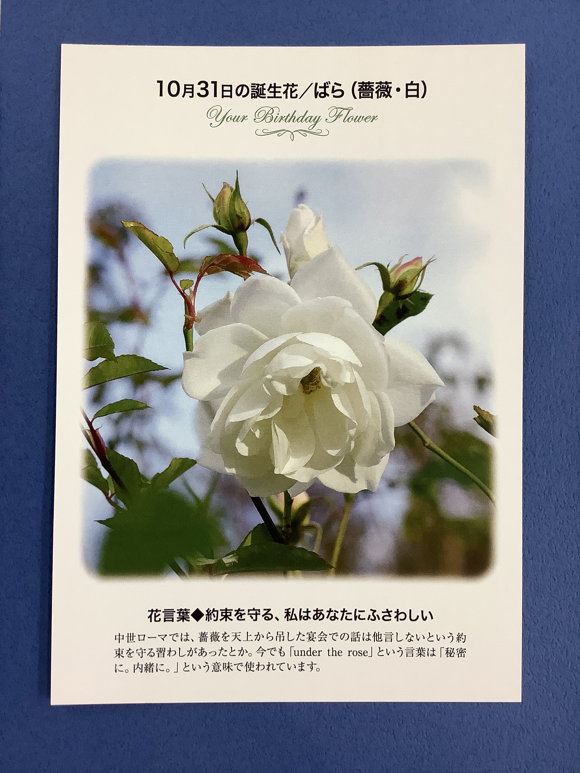 紀伊國屋書店 梅田本店 誕生花ポストカード 10 31の 誕生花 は ばら 白 中世ローマでは 薔薇を天上から吊した宴会での話は他言しないという約束を守る習わしがあったとか 花言葉 は 約束を守る 私はあなたにふさわしい 只今文具売り場に