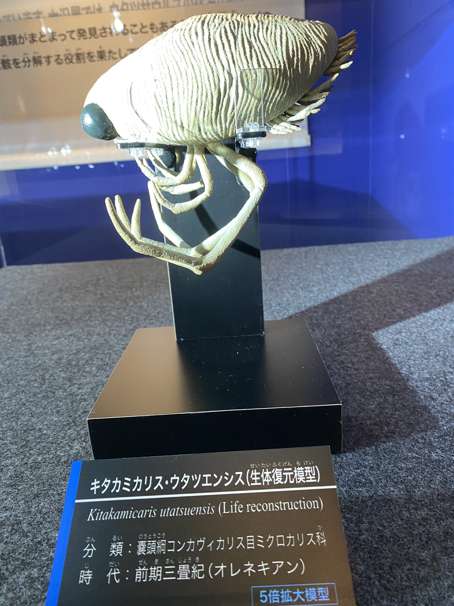 ペンゴラス第4形態 в X: „#海竜展 嚢頭類はシルル紀〜白亜紀後期 ペンゴラス第4形態 в X: „#海竜展 嚢頭類はシルル紀〜白亜紀後期