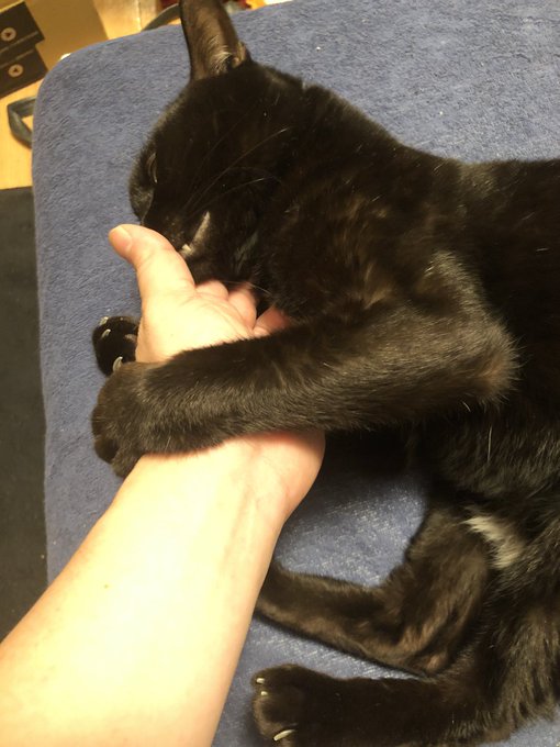 作業ひと段落なので猫に構ってる 