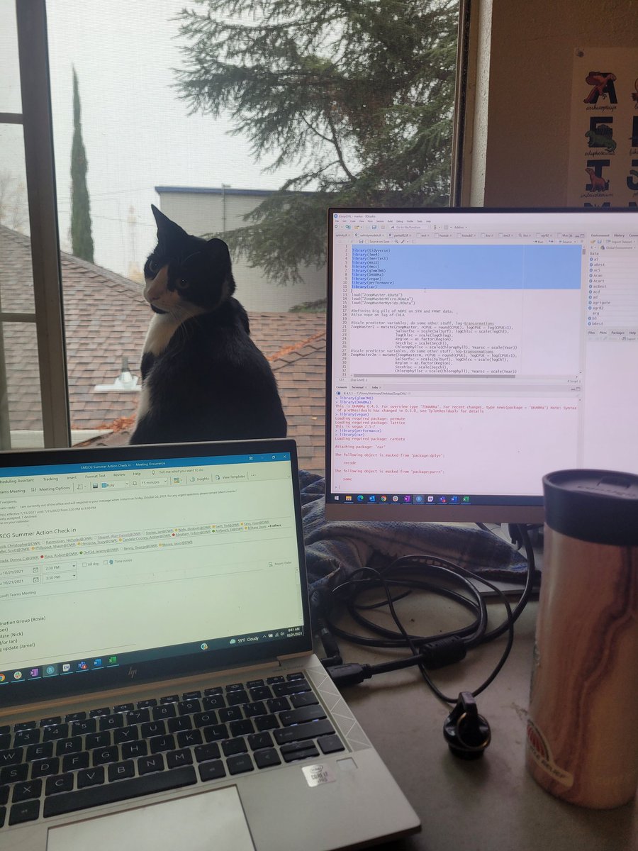 RosieKHart's tweet image. Zoop says that even the purrr package is not as interesting as rain. #codingcats