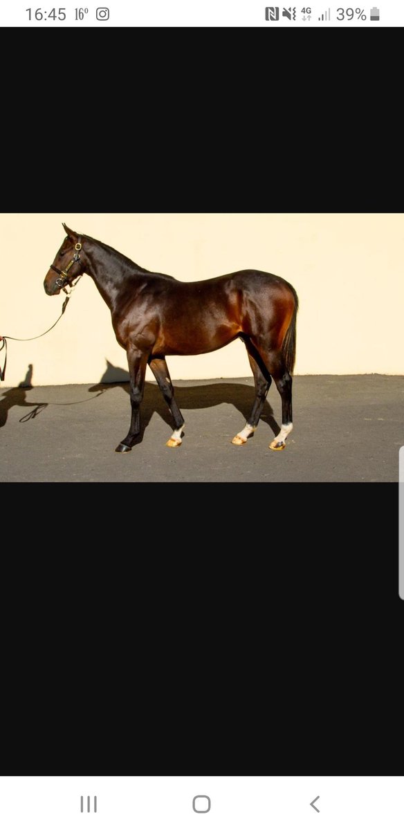 Comienza un nuevo proyecto,yearling por Shalaa y Lailoma por Teofilo,<a href="/StaminaTurf/">🏇🏻🇪🇸 Stamina Turf ⁰⁷</a> .
Muchas gracias.