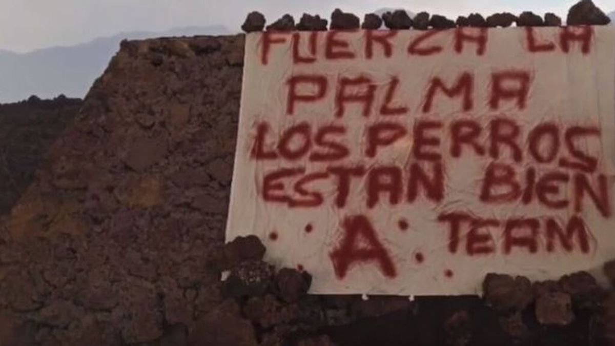 forocoches's tweet photo. QUÉ MARAVILLA 👇🏻

Los perros de La Palma han sido rescatados por EQUIPO A
https://t.co/KXei6LBoiF https://t.co/5cYfWHcXqO