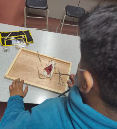 CoombeBoysNews's tweet photo. Rat dissection was our first parent and student lesson! Watch this space for the next date in your diary! #CBSScienceTeam #dissection #parentandson https://t.co/JdWOPmBOst