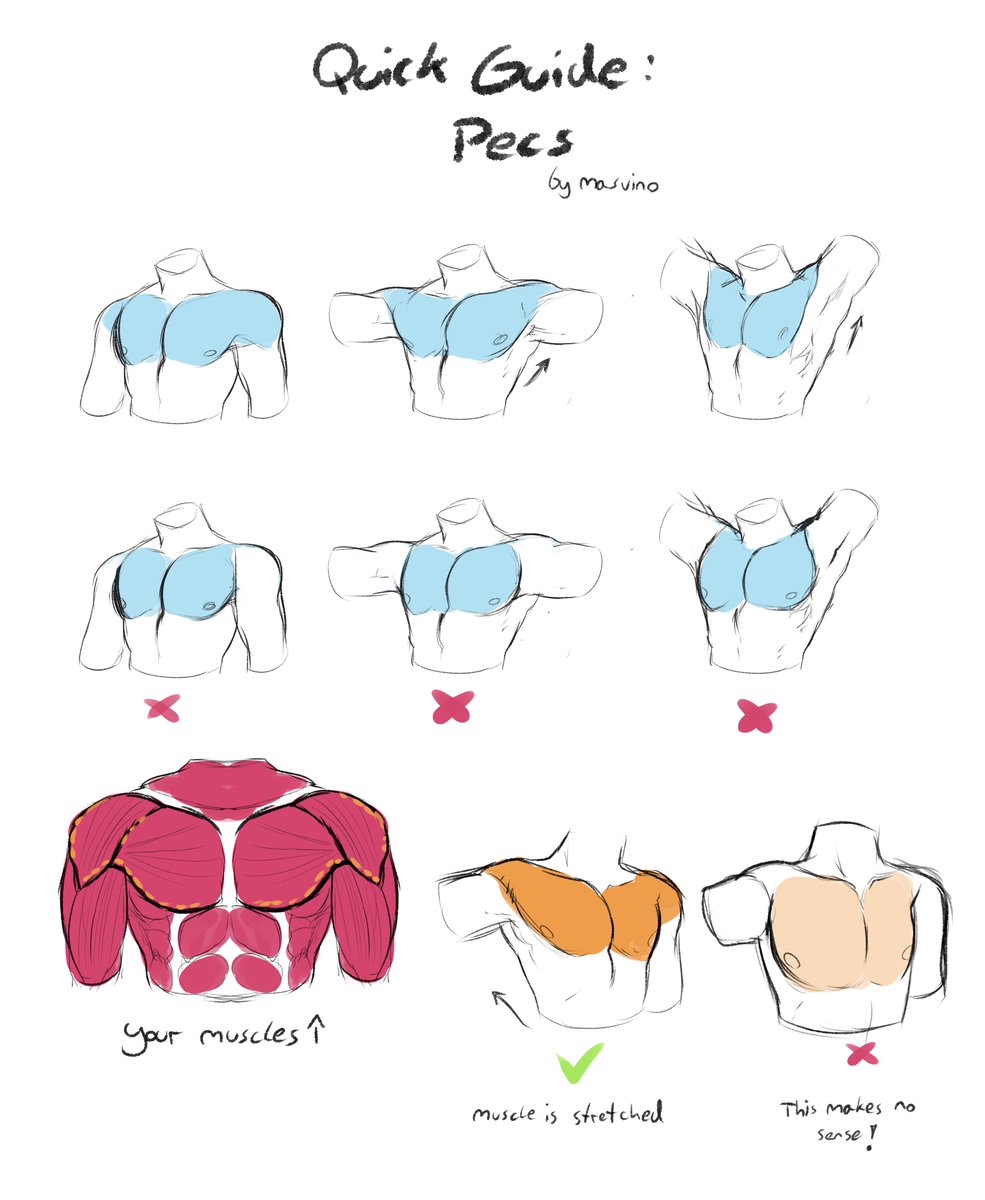 masvlno's tweet photo. How to draw Pecs: quick tutorial!
I´ll explain more in the thread below 👇 https://t.co/Al3xRESJZd