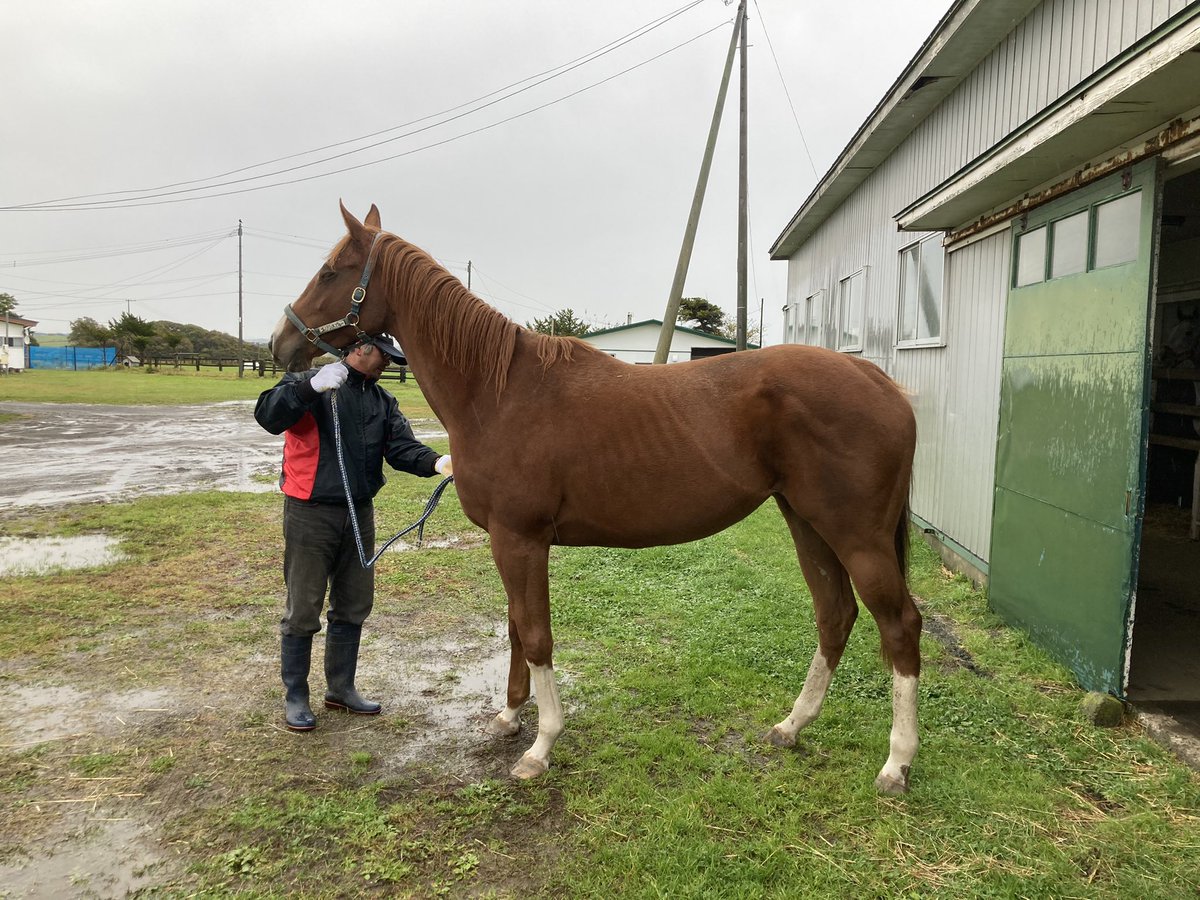 ユリシスブルーに何付けるかなぁ‥モーリス肌だしなぁ‥悩むなぁ‥楽しいなぁwww 