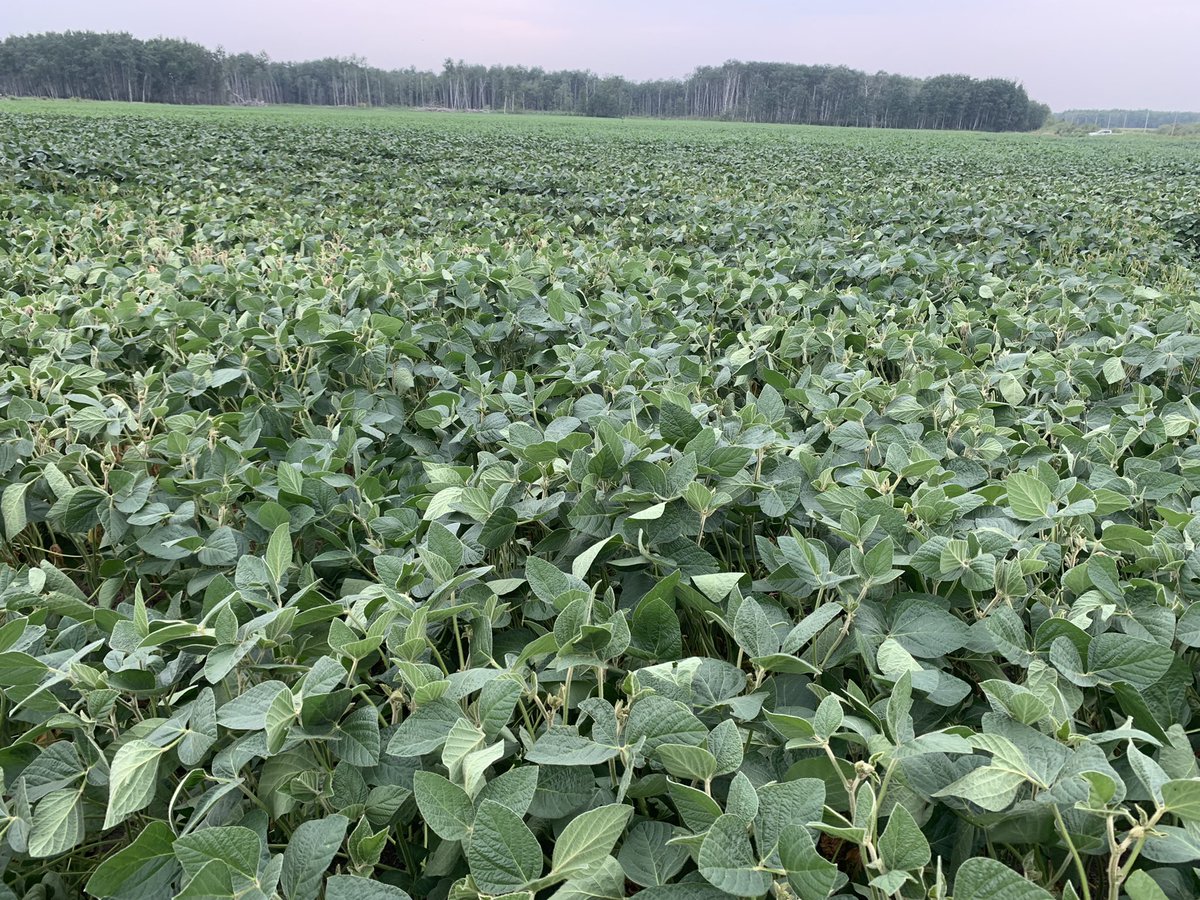 MarcHutletSeeds's tweet photo. Yes, you read that correctly! 
Our #YieldHero Charles Friesen reached 69.5 bu/ac with A37X near Sarto, MB. 🤩🌱
This was one of our 5 official soybean PKP’s with Pioneer. 
Thank you to the team! #YieldHero21 
@PioneerSeedsCA https://t.co/c1NXIr9qj2