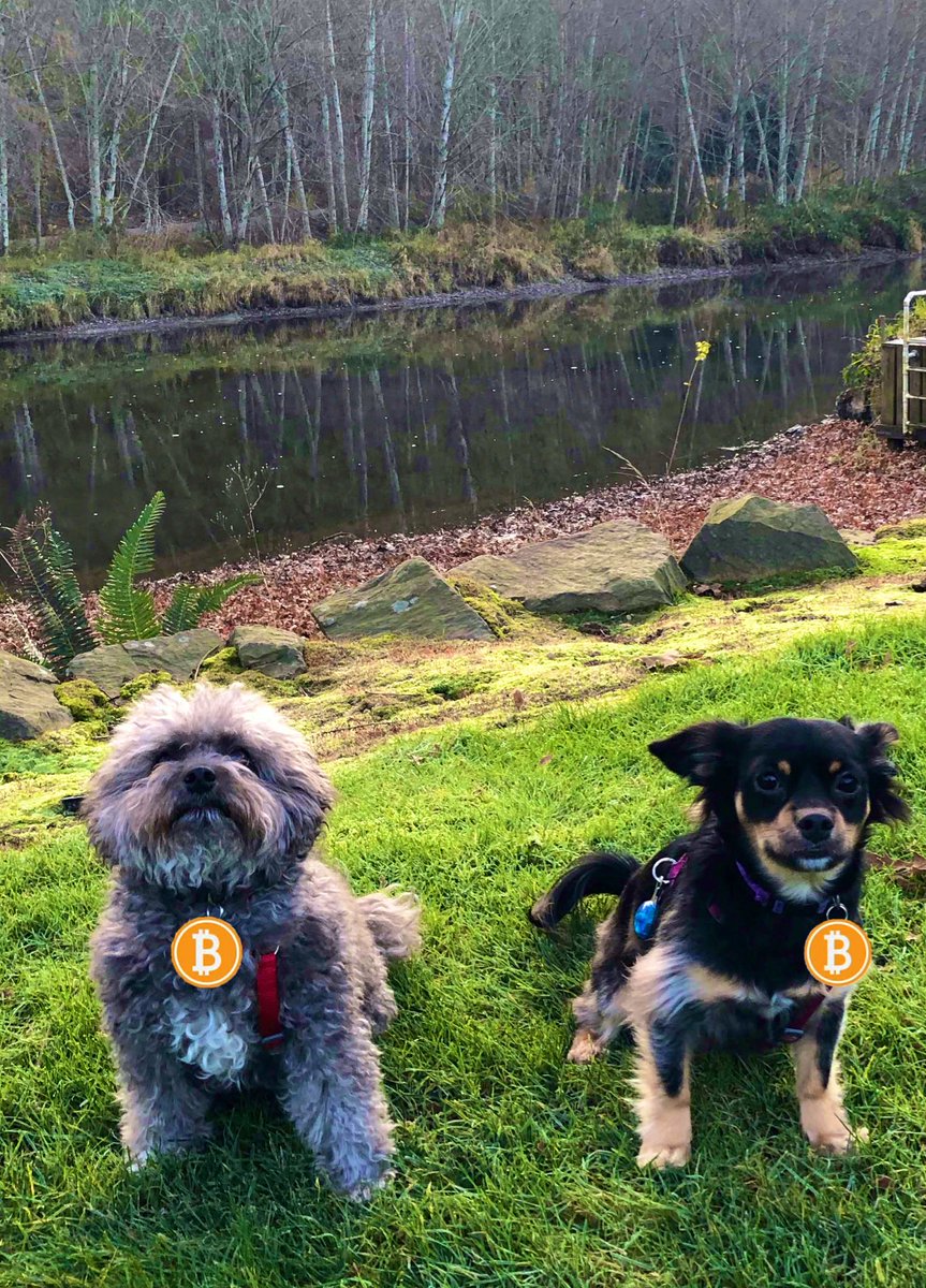 CastilloTrading's tweet photo. My Pups own 1 $BTC each, how many do you have?! 

#Bitcoin https://t.co/oYGn3530uk
