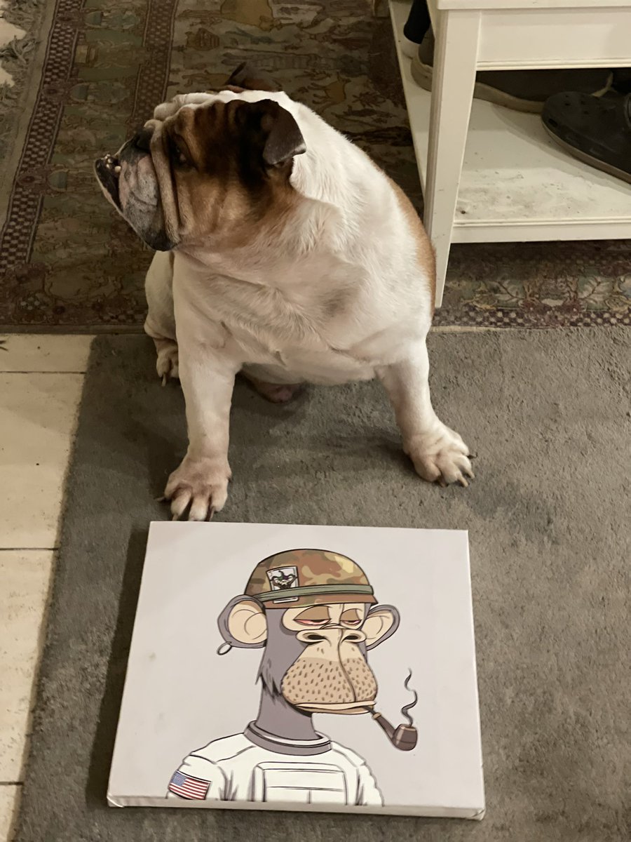 hypnotizedApe's tweet image. Bugsy siegel was an early investor in las vegas , bugsy the bulldog is early  in bayc and bgk #HistoryRepeatitSelf #SnoopDogg  #vision