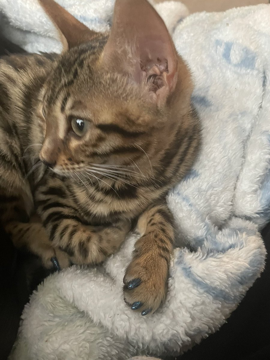 Got a clawdicure, and loving the sparkles! 

#CatsOfTwitter