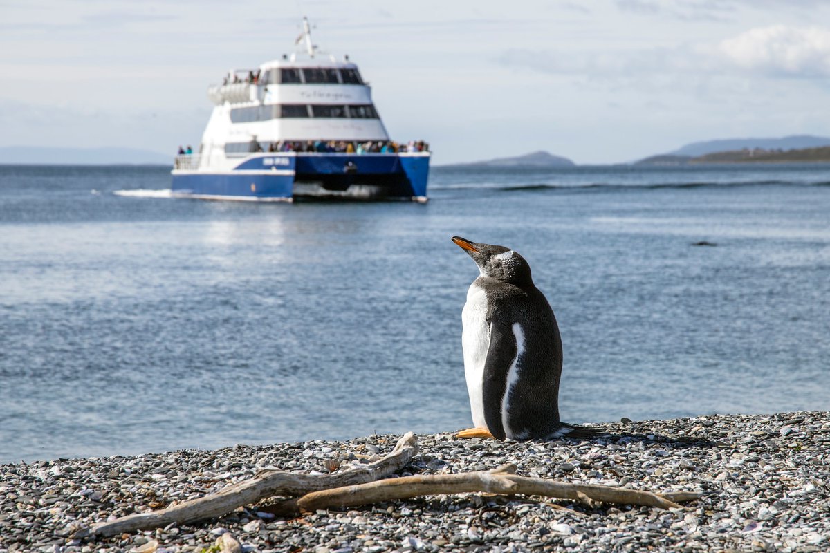 penguins365's tweet photo. Not another Catamaran! 🐧
#PenguinOfTheDay
#TimeToHide #TouristsAgain
#PenguinLife
#Penguins
📸 Sander Crombach https://t.co/cSsqjcdLS4