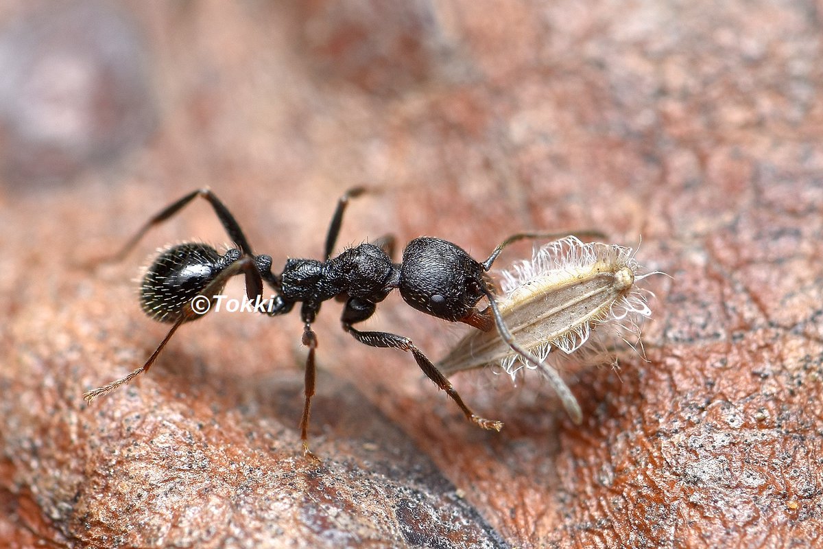 アリ Twitter Search