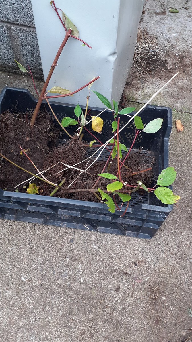 TogherGarden's tweet photo. Delighted to receive a few new plants donated by @csncollege horticultural dept on Tramore Road.
This is cornus, commonly known as dogwood.
A big thanks to course Director Daniel Crowley.
#toghercommunitygarden #toghertidytowns #togher #corkfoodpolicy #greenspacescork https://t.co/lohiXQxNdH