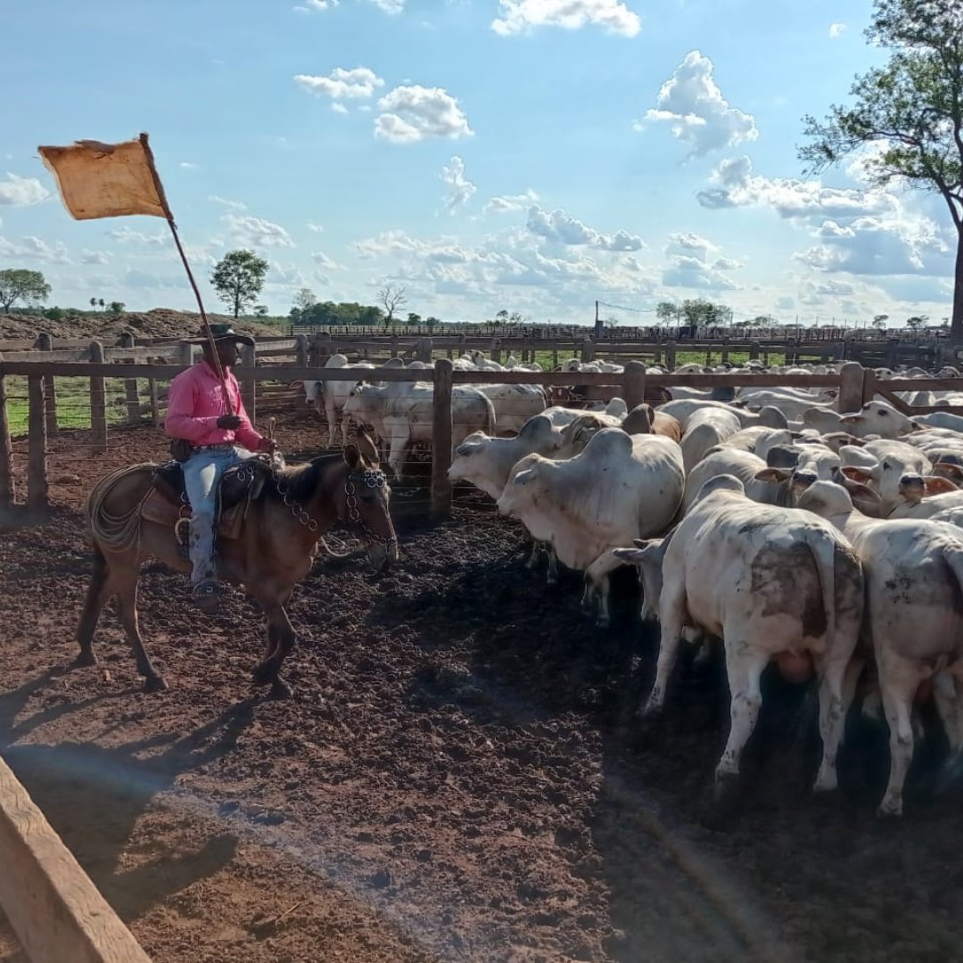 NUTROESTE's tweet photo. 🚩Uso da bandeira de manejo 🚩🐂
A bandeira de manejo é uma ferramenta utilizada para auxiliar na condução
dos animais, como preconizado por Temple Grandin.
.
Fonte: Manual de Boas práticas de manejo - Unesp
.
#nutroeste #nutricaoanimal #pecuaria #pecuária #pecuariadecorte https://t.co/e6J99Dfegg