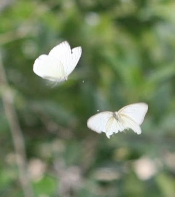 @crookedroads770 One day those two caterpillars hanging from his nose will become racist butterflies<a class="tags" target="_blank" title="On Twitter" href="/?out=eyJ0eXAiOiJKV1QiLCJhbGciOiJIUzUxMiJ9.eyJpYXQiOjE3MjY3MTU4MDksImlzcyI6InR3cG9ybnN0YXJzLmNvbSIsIm5iZiI6MTcyNjcxNTgwOSwiZXhwIjoxNzU4MjUxODA5LCJyZWRpcmVjdF91cmwiOiJodHRwczovL3R3aXR0ZXIuY29tL2Nyb29rZWRyb2Fkczc3MCJ9.fPzXzX7uplkf4xX211ks0v49wKJGrVLcxTdK-ym43yVAM2WUHjGze4PcbCz45YQVYprCu7WVbqD62roSvcHENA">@crookedroads770</a>