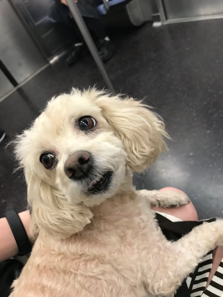 StephRupe's tweet photo. @gothspiderbitch yes these are the same dog 
yes she is the littlest weirdo 
yes I love her uncontrollably https://t.co/ybaorvmHjg