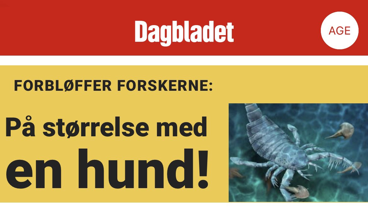 AnneGro's tweet image. På størrelse med en Chihuahua eller en Irsk Ulvehund, @dagbladet?