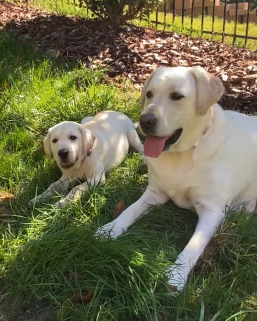 We lost our Jon a year ago today. Thank you all for your kind messages throughout the year and today. I am late with this message as I have been up before dawn with our new fur baby who arrived yesterday-little sister Georgi to keep Sammie company. I know Jon would have approved.