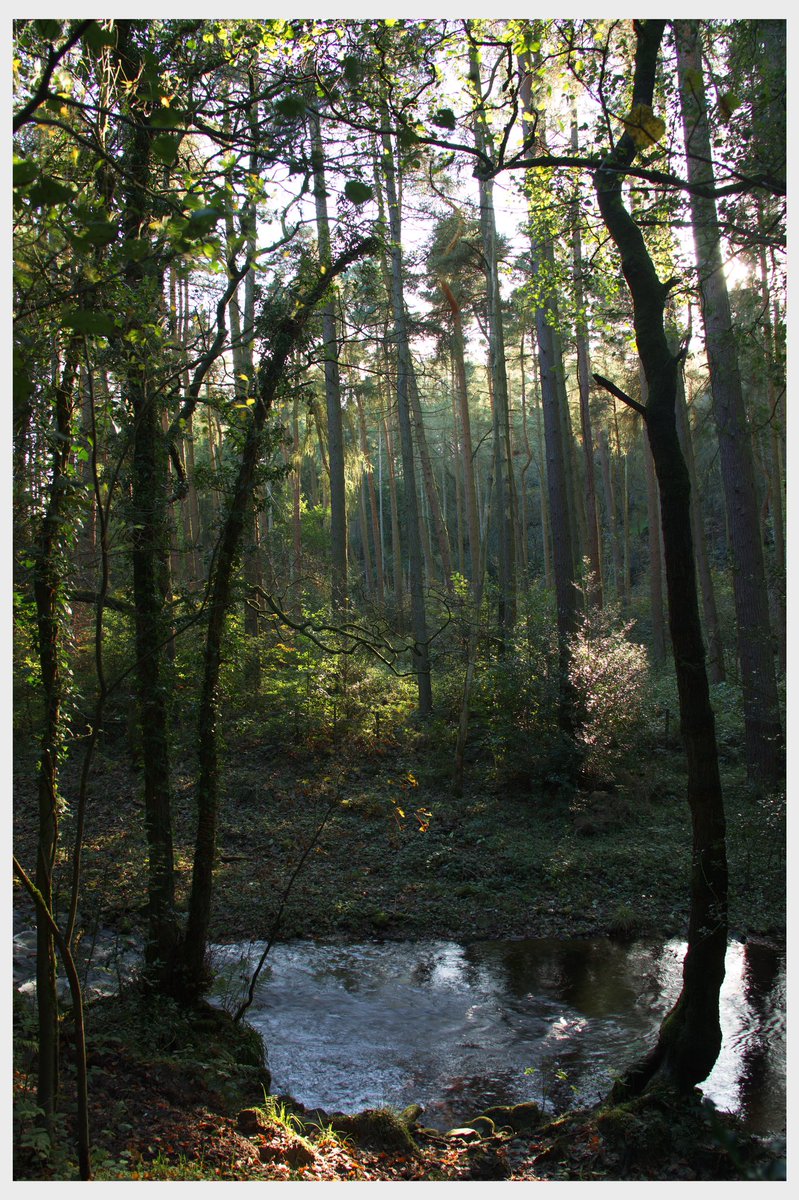 EdwardpDalton's tweet photo. Forest in the woods for #mindthelens @CanonUKandIE @neewerofficial #gimble #hyperfocaldistance https://t.co/VRCZqfEzSy