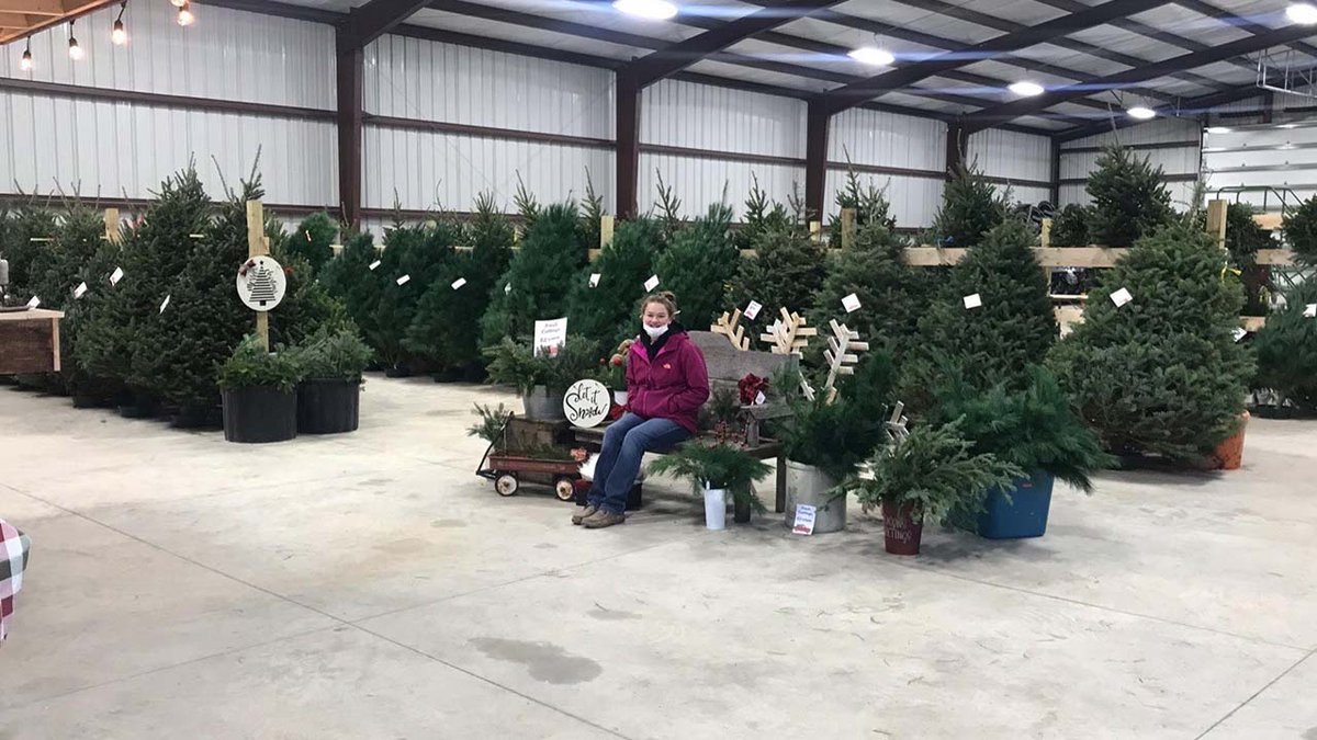 RuralRadioNet's tweet photo. Centennial FFA member sells Christmas trees, decor in community for FFA SAE https://t.co/23FS0wFN26 https://t.co/xFtRZ1M3LX