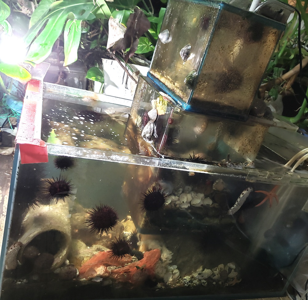 ナマコとヒトデ飼育のオケ指揮者 墓の魚 Le Charnier Twitter