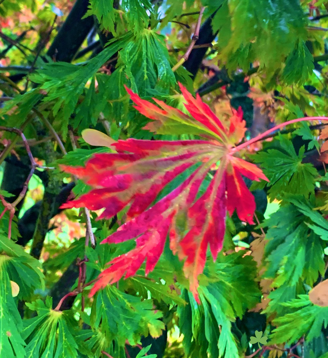 svetlana01090's tweet photo. @Maria32238606 Thank you Maria 🍃
Have a wonderful day🍂🌼 https://t.co/KYZQ5qDLrr