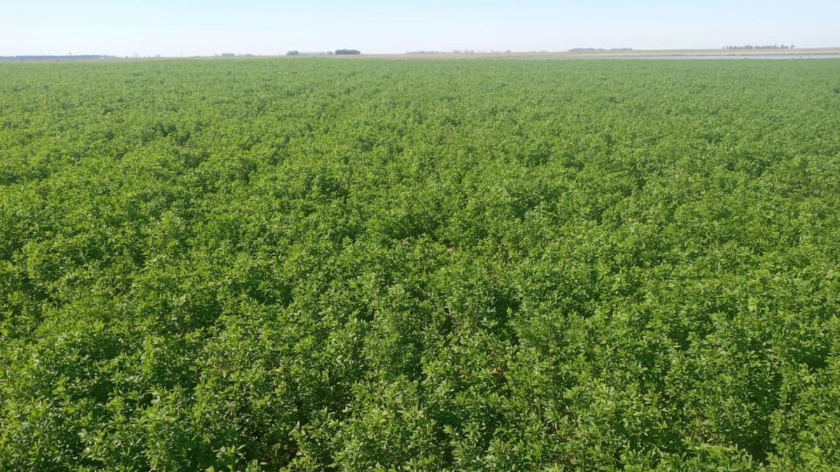 nutralmix_srl's tweet photo. #Alfalfas como “lechugas” en la zona de #Pehuelches.
🧐 🌱 Se revisó e hicieron ajustes de manejo para evitar el #empaste. Por ejemplo, dar algo de #silo antes de entrar al potrero
🚚 ¡Además, como reaseguro, se decidió agregar #Bloker dentro del balanceado en el próximo envío! https://t.co/g9O3kRdahe