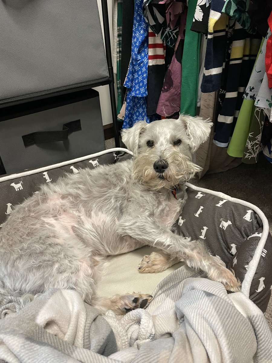 OttoBrahmsEsq's tweet photo. Showing off my morning #beardage while in my closet den (sometimes I sleep in the closet, sometimes with hoomum and dadโฆI mix it up!) #schnauzergang #morningbeard https://t.co/tZbBCLFxrf