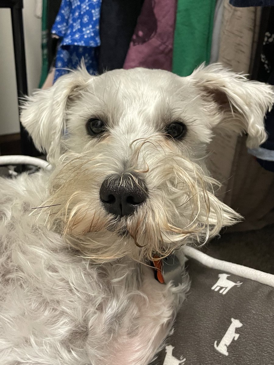 OttoBrahmsEsq's tweet photo. Showing off my morning #beardage while in my closet den (sometimes I sleep in the closet, sometimes with hoomum and dadโฆI mix it up!) #schnauzergang #morningbeard https://t.co/tZbBCLFxrf
