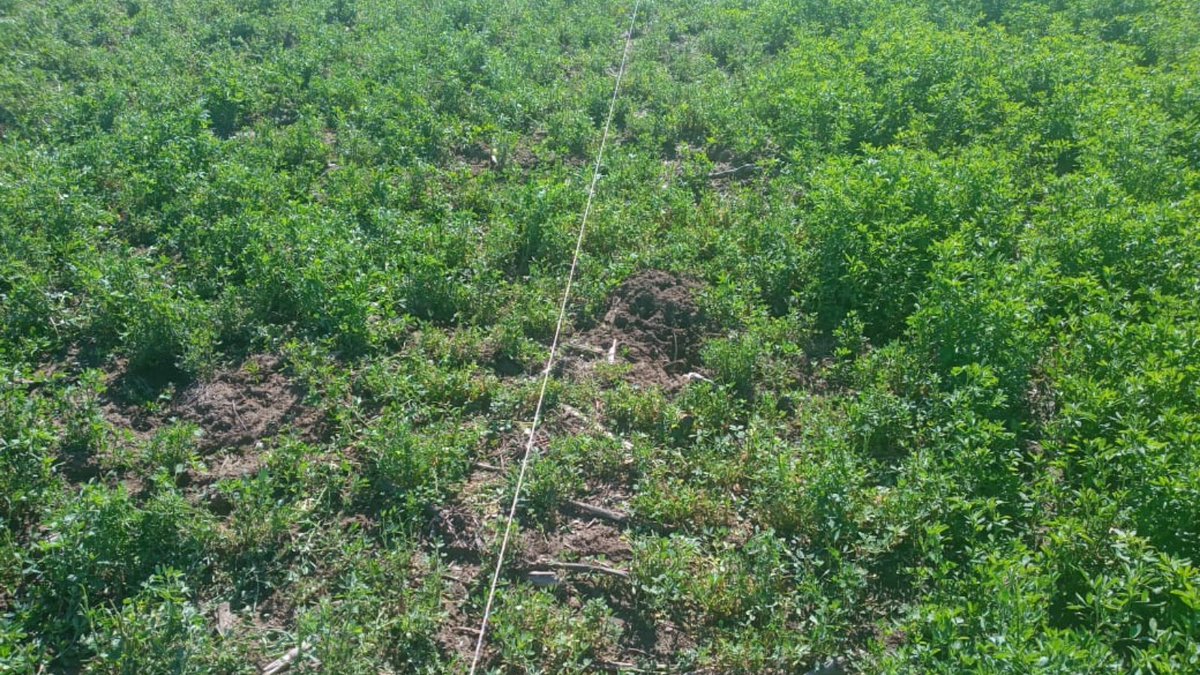 nutralmix_srl's tweet photo. #Alfalfas como “lechugas” en la zona de #Pehuelches.
🧐 🌱 Se revisó e hicieron ajustes de manejo para evitar el #empaste. Por ejemplo, dar algo de #silo antes de entrar al potrero
🚚 ¡Además, como reaseguro, se decidió agregar #Bloker dentro del balanceado en el próximo envío! https://t.co/g9O3kRdahe