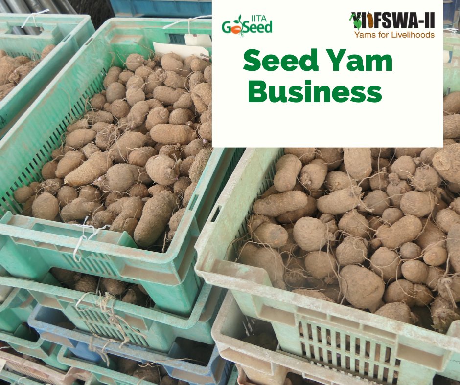 Popular questions on #seed yam coming in are;
1. Can I become a seed yam producer?
2. Do you have YIIFSWA yam varieties?
3. How do I access quality seed yam?
4. How many seed yam is required per ha &amp; cost?

Yes to 1 &amp; 2. Reach out to R.Eyo@cgiar.org on seed yam #business matters.