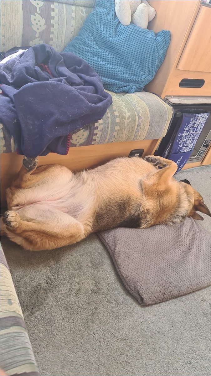 SamD1002's tweet photo. @DT_MANCHESTER It is Allie's adoption birthday. We picked the gorgeous girl up two years ago and would not be without her and her antics. Thank you DT for letting her adopt us! https://t.co/YSoOmpodme
