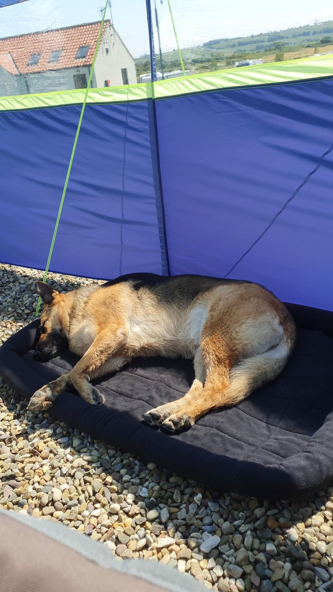 SamD1002's tweet photo. @DT_MANCHESTER It is Allie's adoption birthday. We picked the gorgeous girl up two years ago and would not be without her and her antics. Thank you DT for letting her adopt us! https://t.co/YSoOmpodme