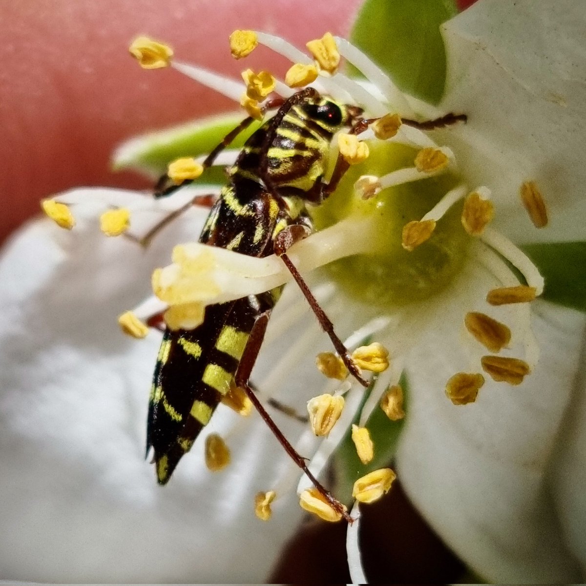 SoolQuipildor's tweet photo. #taxojueves de #polinizacion

No solo las abejas polinizan!! https://t.co/C54sxqNwVG