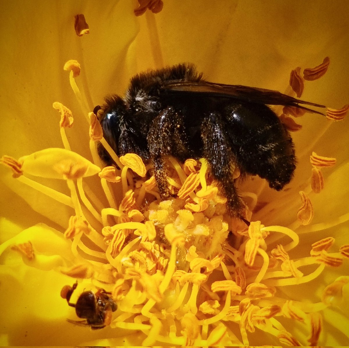 SoolQuipildor's tweet photo. #taxojueves de #polinizacion

No solo las abejas polinizan!! https://t.co/C54sxqNwVG