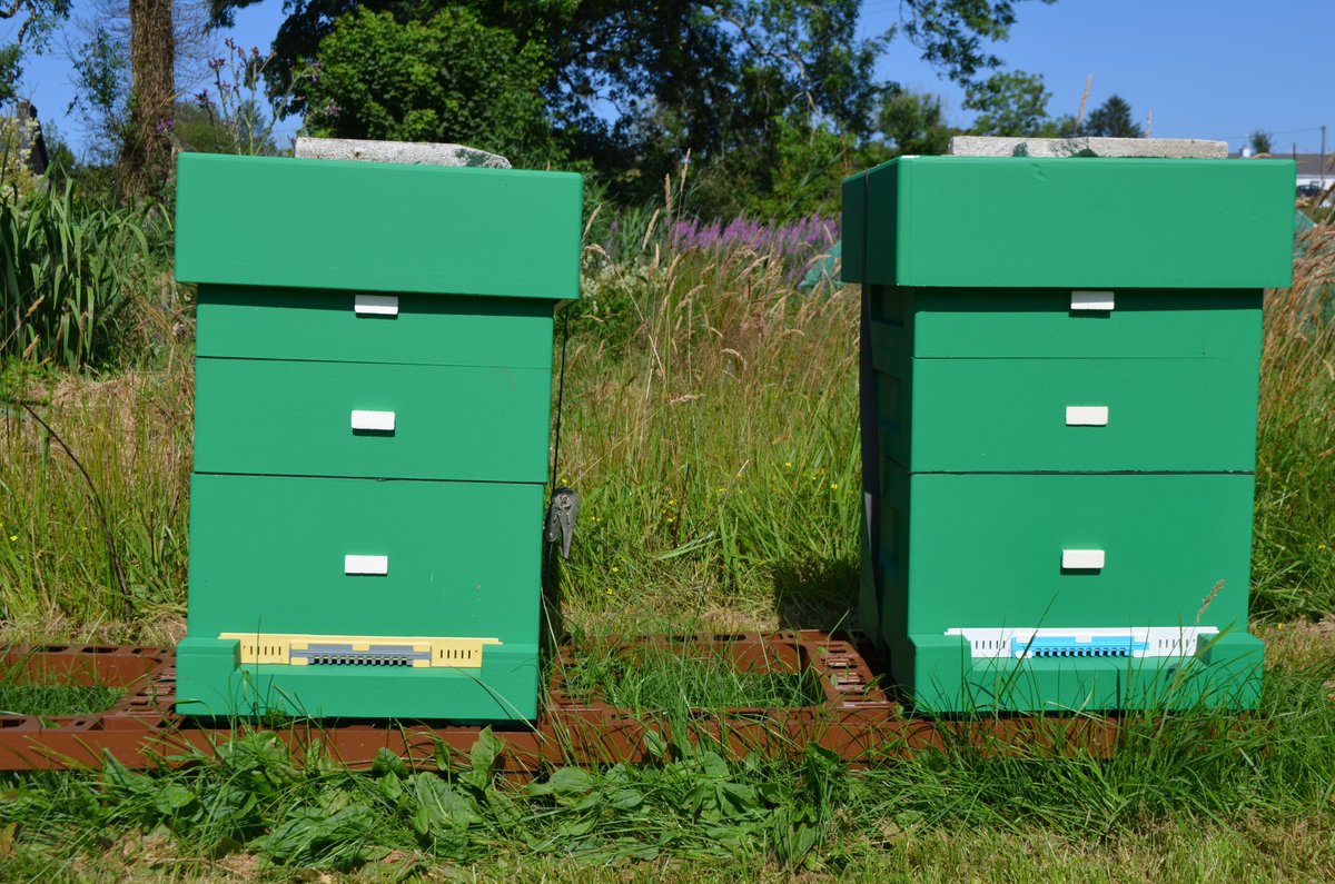 beevalleyfarm tweet media