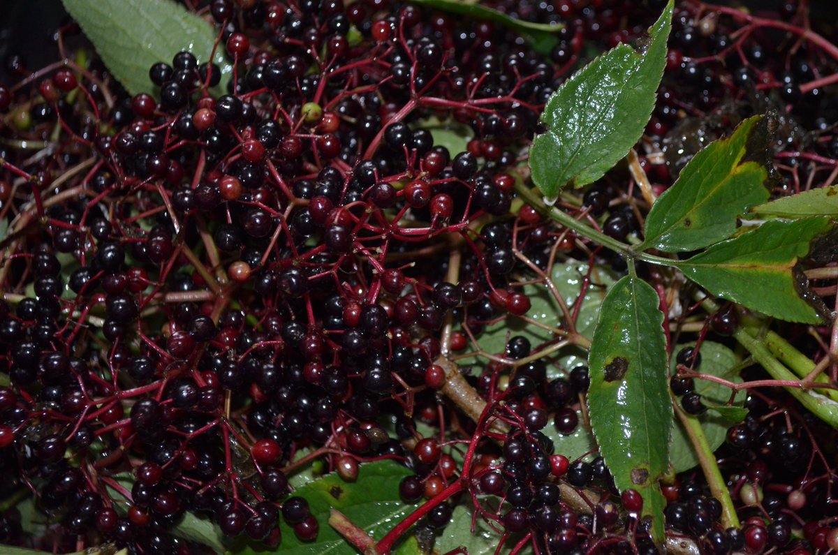 beevalleyfarm tweet media