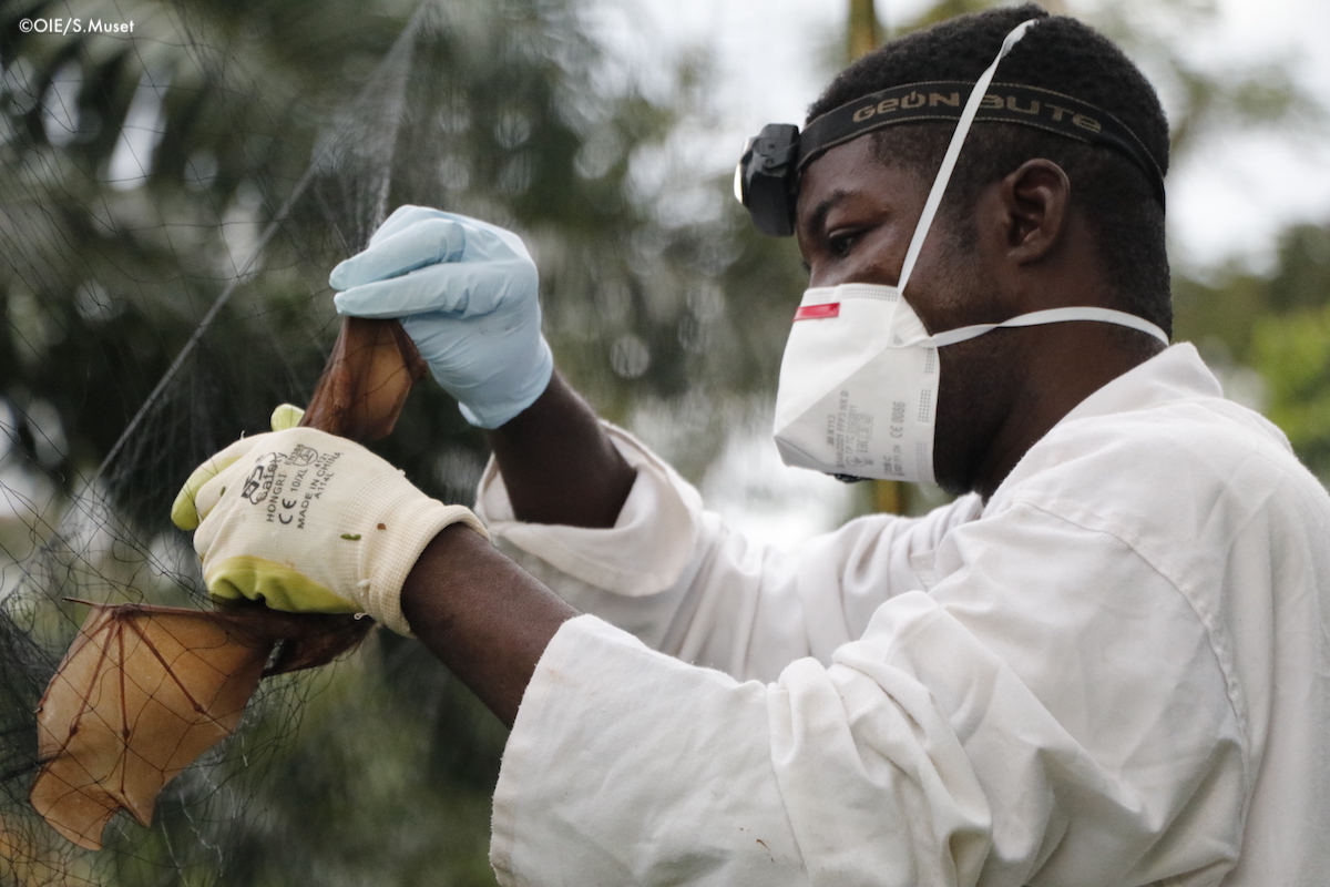 WOAH's tweet photo. Ebola 🦇🦠 can be transmitted to humans via direct contact with fluids of infected animals.
In handling infected animals/collecting samples, wear gloves 🧤 & wash your hands 💧👏 before & after collection.
A simple act can protect everyone’s health. #OurFutureAtHand https://t.co/F4vhAfzm8P