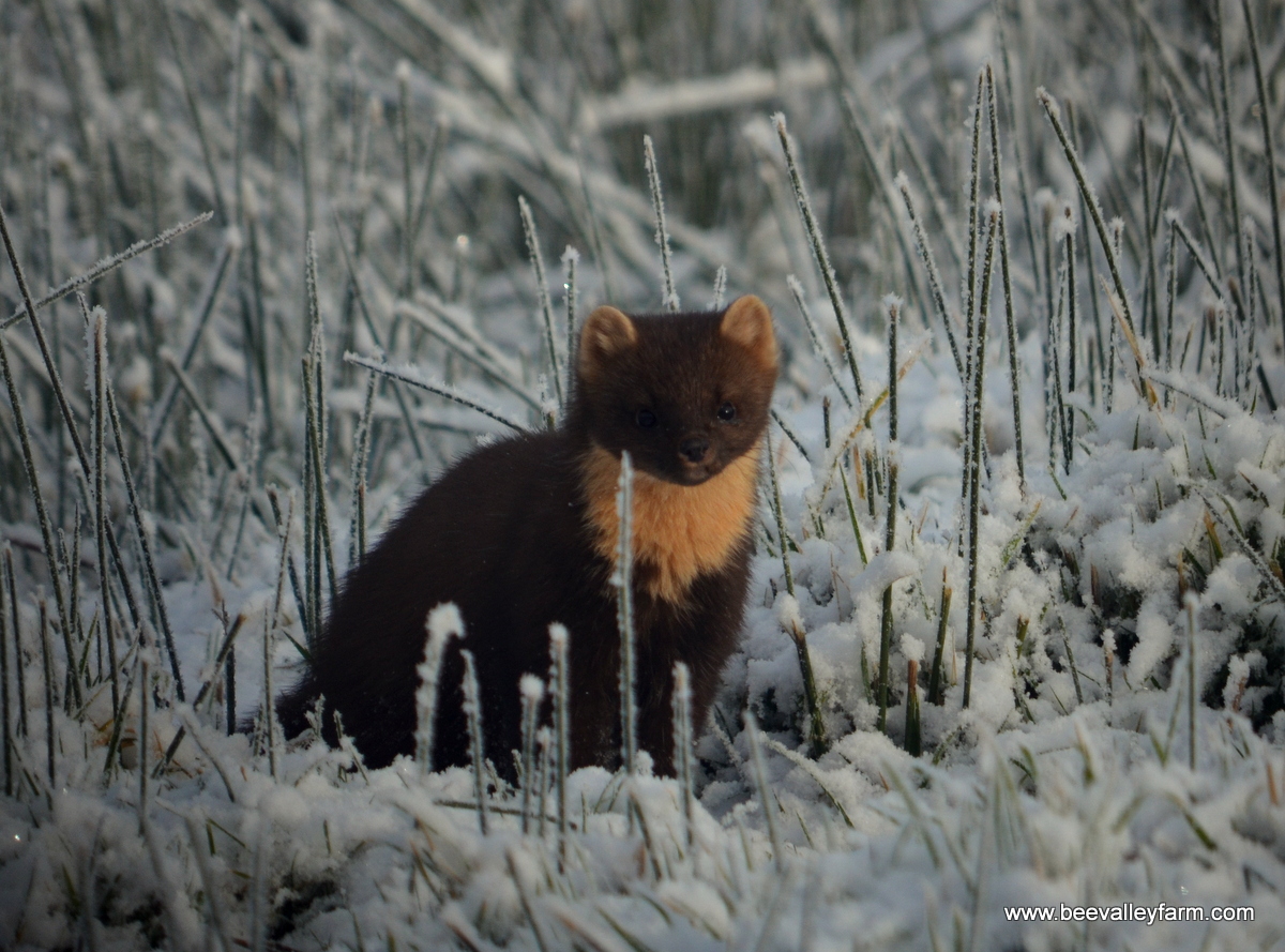 beevalleyfarm tweet media