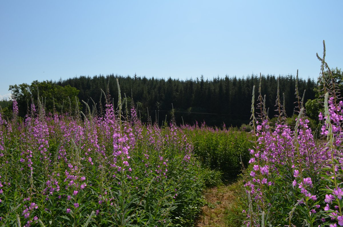 beevalleyfarm tweet media