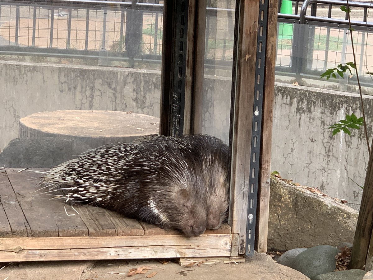 ヤマアラシのジレンマとはなんだったの とてつもなくかわいい姿のヤマアラシが発見される エヴァを思い出してしまう皆さん Togetter