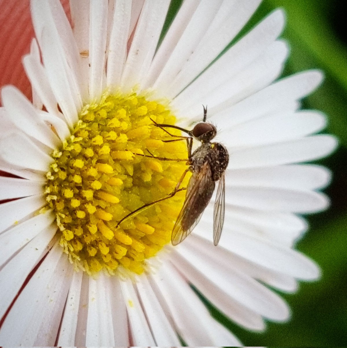 SoolQuipildor's tweet photo. #taxojueves de #polinizacion

No solo las abejas polinizan!! https://t.co/C54sxqNwVG
