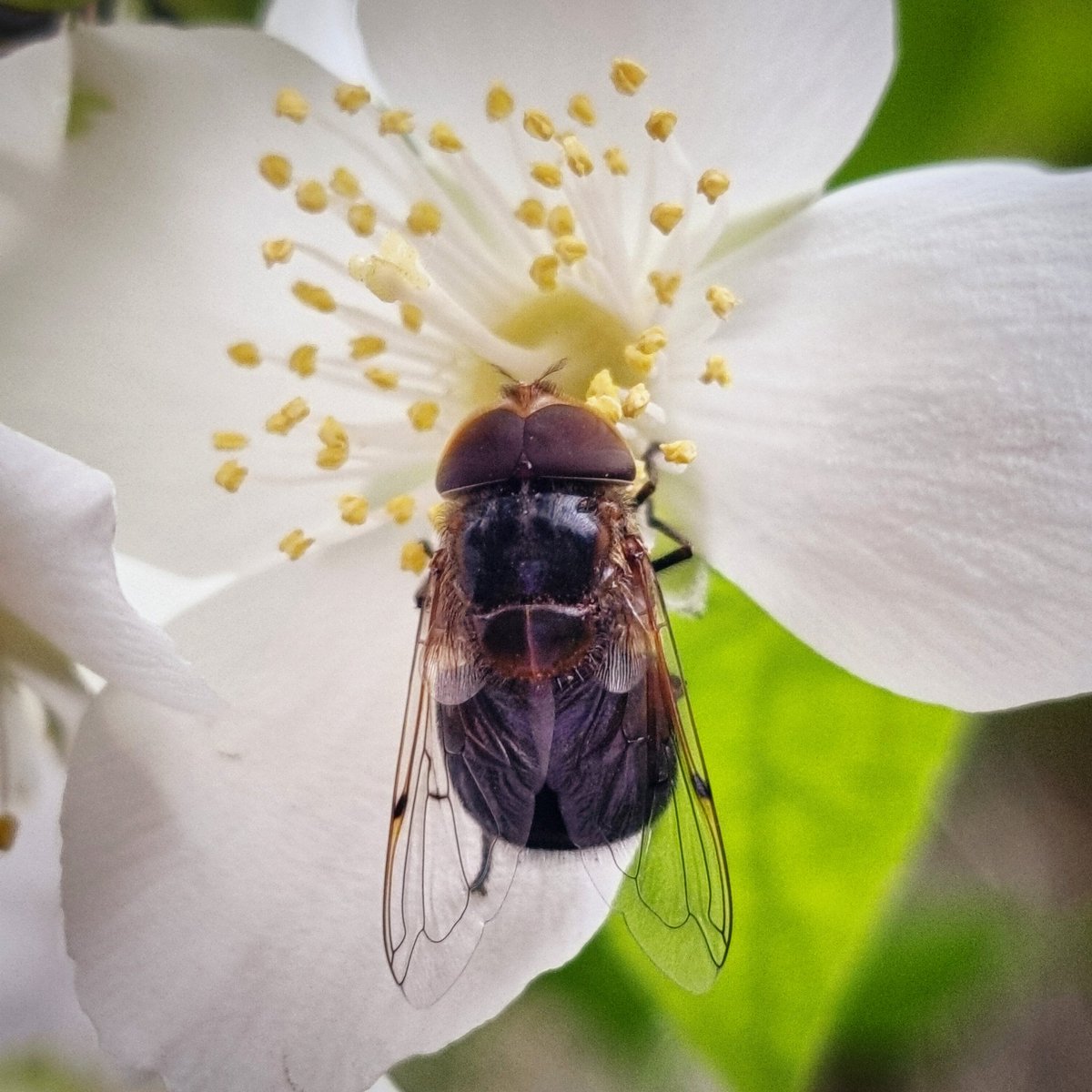 SoolQuipildor's tweet photo. #taxojueves de #polinizacion

No solo las abejas polinizan!! https://t.co/C54sxqNwVG