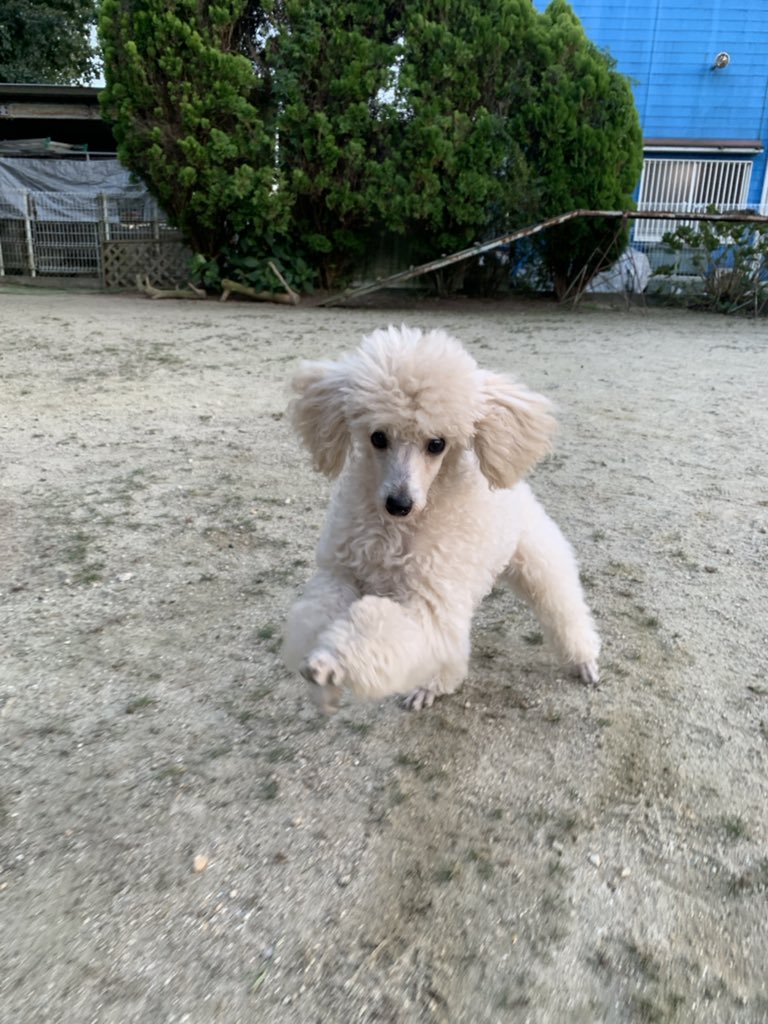 33dog_staff's tweet photo. トイプードルの子犬ちゃんたち♪
これから聴導犬を目指してお勉強です！ https://t.co/QjNLDyle7P