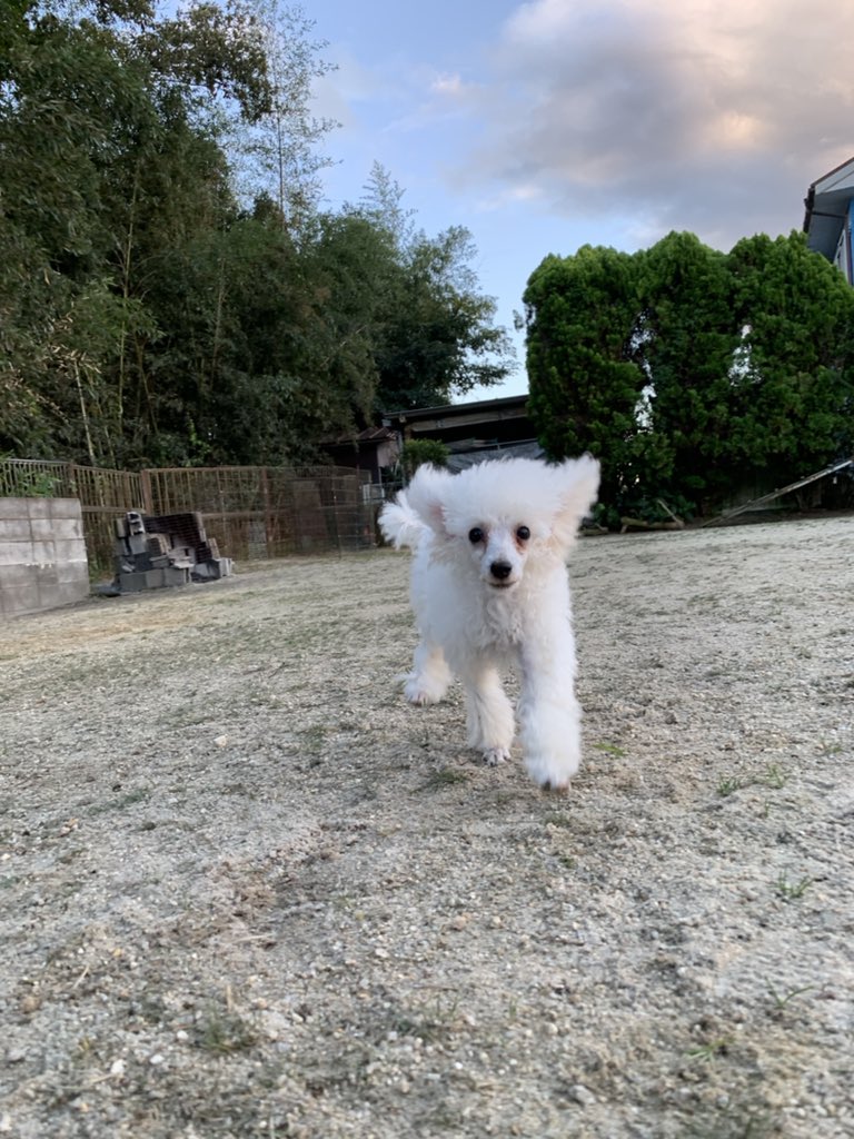 33dog_staff's tweet photo. トイプードルの子犬ちゃんたち♪
これから聴導犬を目指してお勉強です！ https://t.co/QjNLDyle7P