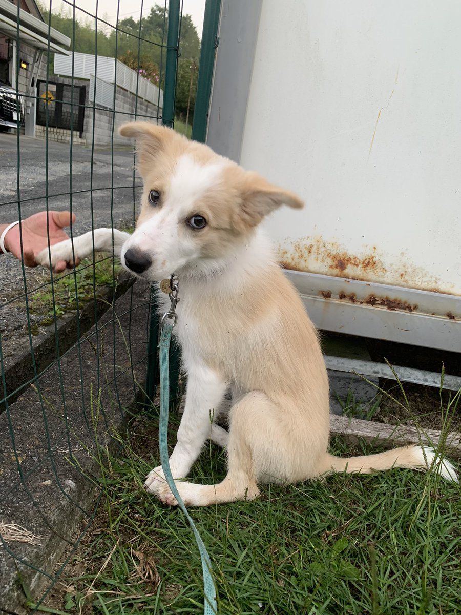 33dog_staff's tweet photo. ヒナちゃん♪
いつも元気に走りまわって時にはご近所さんに挨拶しております😁 https://t.co/6mj4wL015y