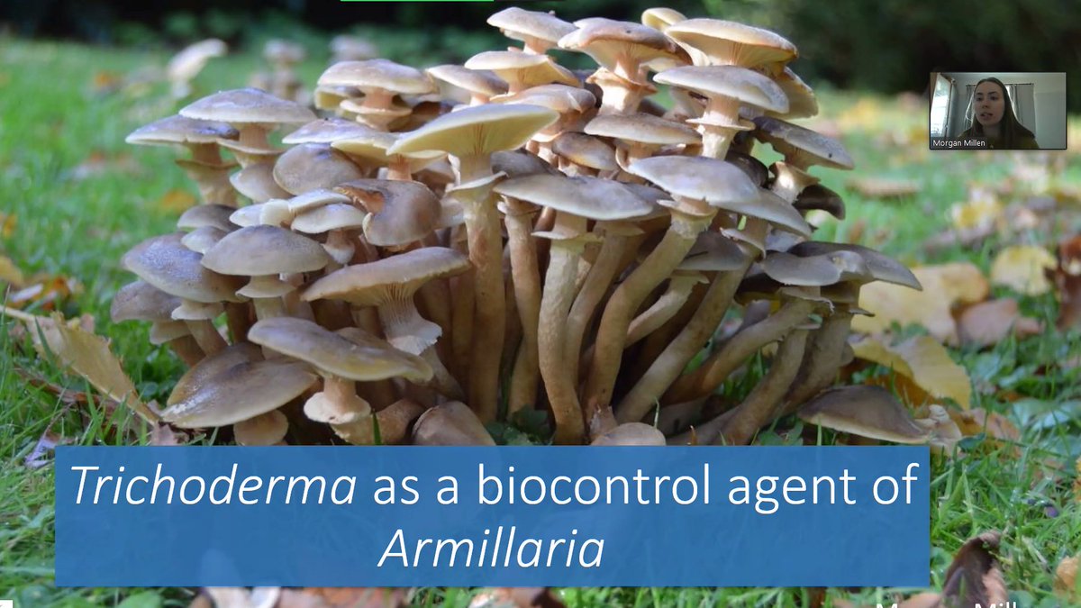 Jassydrak's tweet photo. Great talk by Morgan Millen from @Prof_GD_Foster lab @BristolUni to British Crop Protection Council on Trichoderma as control agents against Armillaria root rot
T17/11 best control in strawberry and privet 
How? Enzyme prod'n and pH increase may contribute
#ArmiArmy https://t.co/Xd526Y5JJN